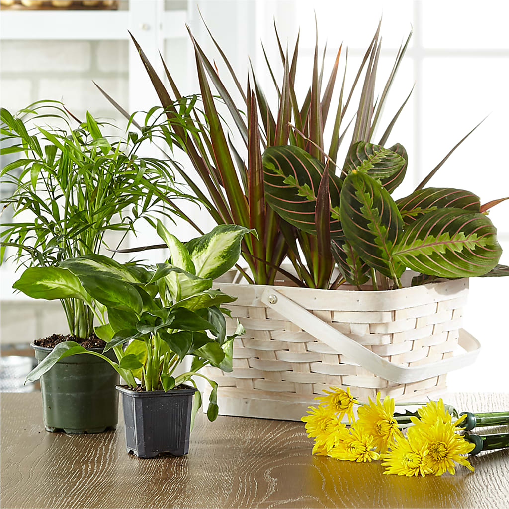 Florist Designed Blooming and Green Plants in a Basket – GIA'S GARDEN FLOWER SHOP INC, Bronx NY
