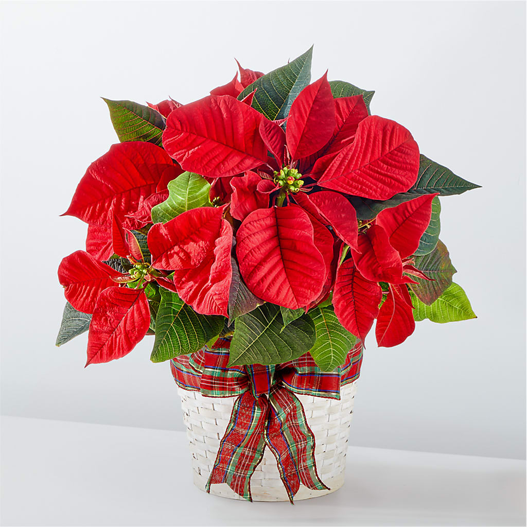 Happiest Holidays Poinsettia – GIA'S GARDEN FLOWER SHOP INC, Bronx NY