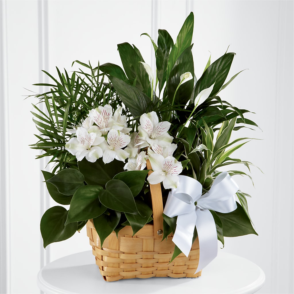 Peace & Serenity Dishgarden – GIA'S GARDEN FLOWER SHOP INC, Bronx NY