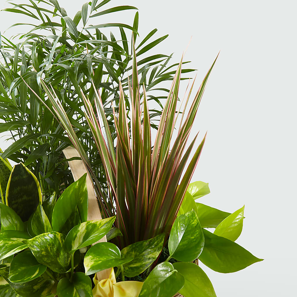 French Garden – GIA'S GARDEN FLOWER SHOP INC, Bronx NY
