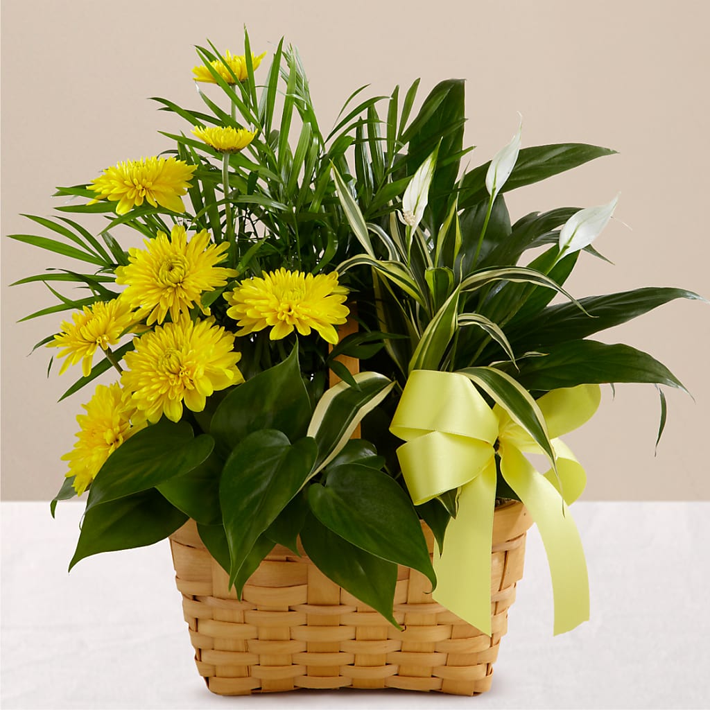 Loving Light Dishgarden – GIA'S GARDEN FLOWER SHOP INC, Bronx NY