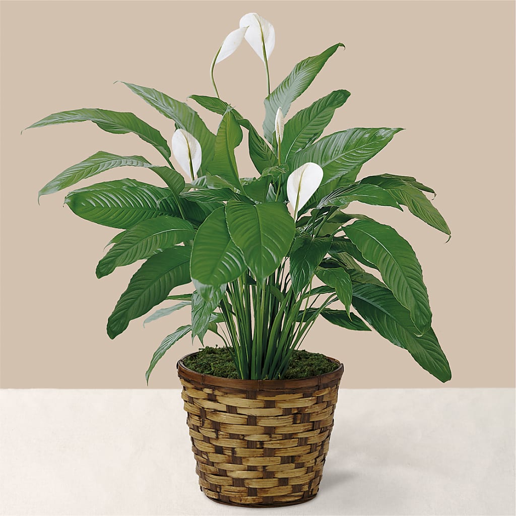 Tranquil Moments Peace Lily Plant – GIA'S GARDEN FLOWER SHOP INC, Bronx NY