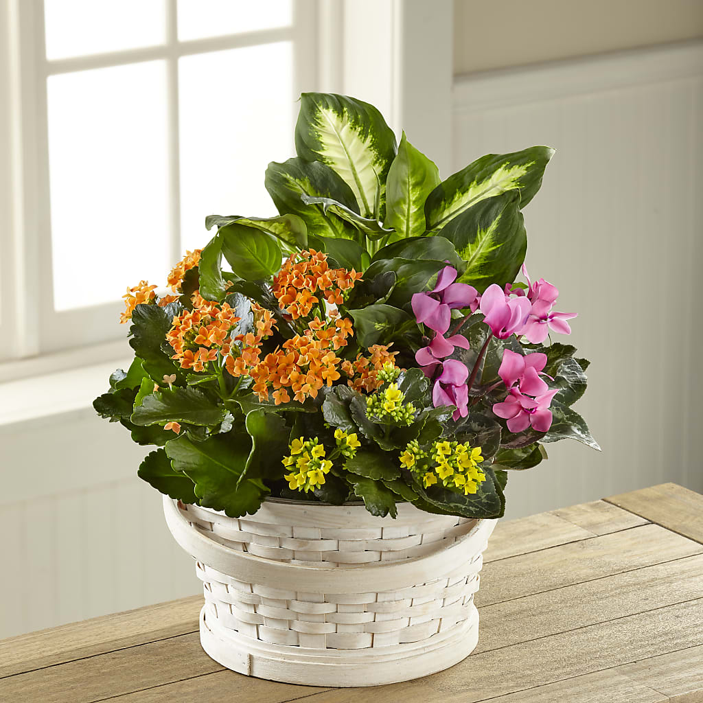 Color Crush Dishgarden – GIA'S GARDEN FLOWER SHOP INC, Bronx NY