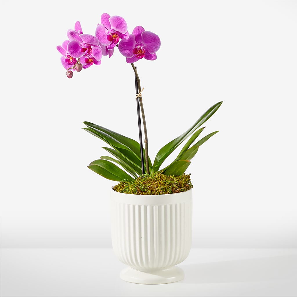 Friendly Fuchsia Orchid – GIA'S GARDEN FLOWER SHOP INC, Bronx NY