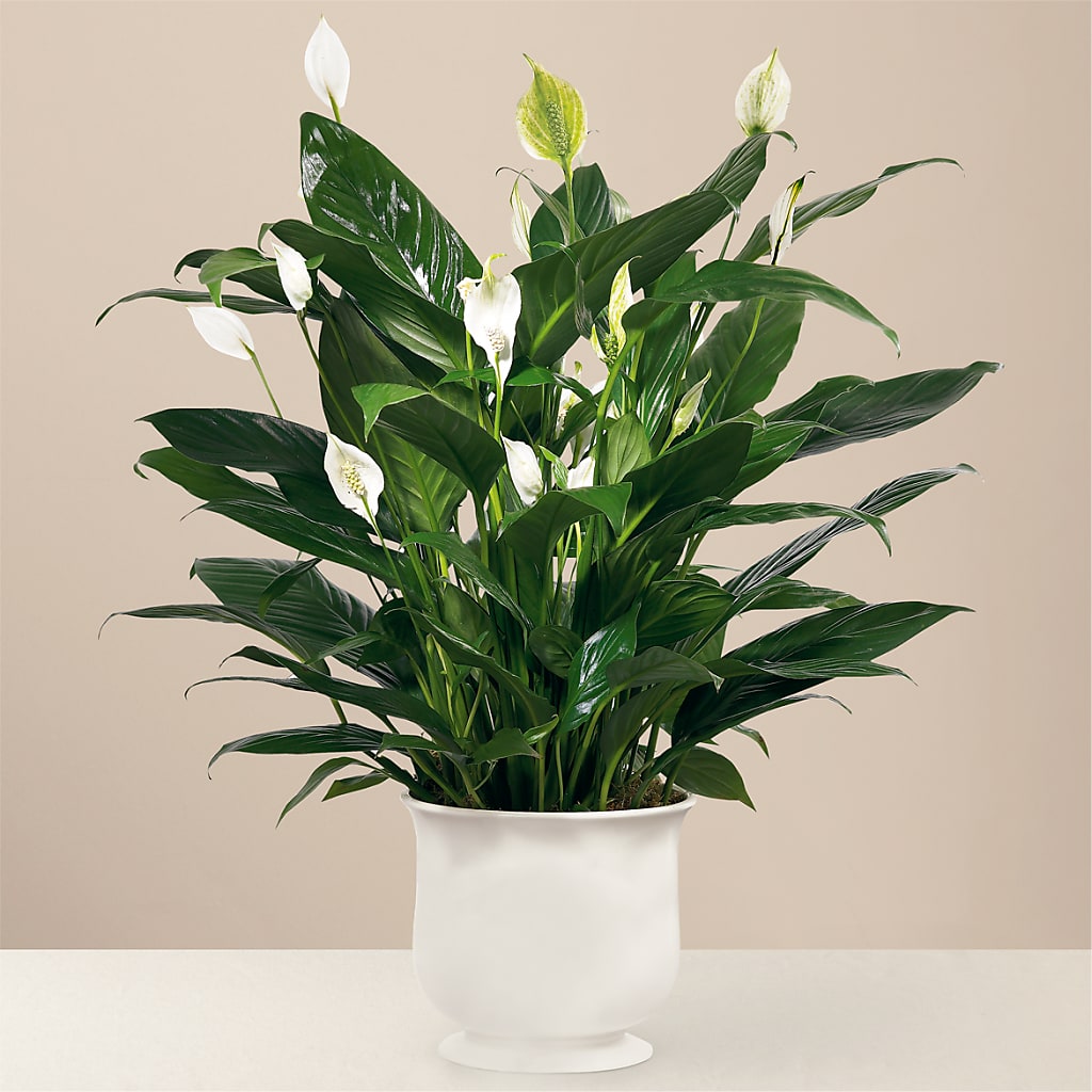 Comfort Planter – GIA'S GARDEN FLOWER SHOP INC, Bronx NY