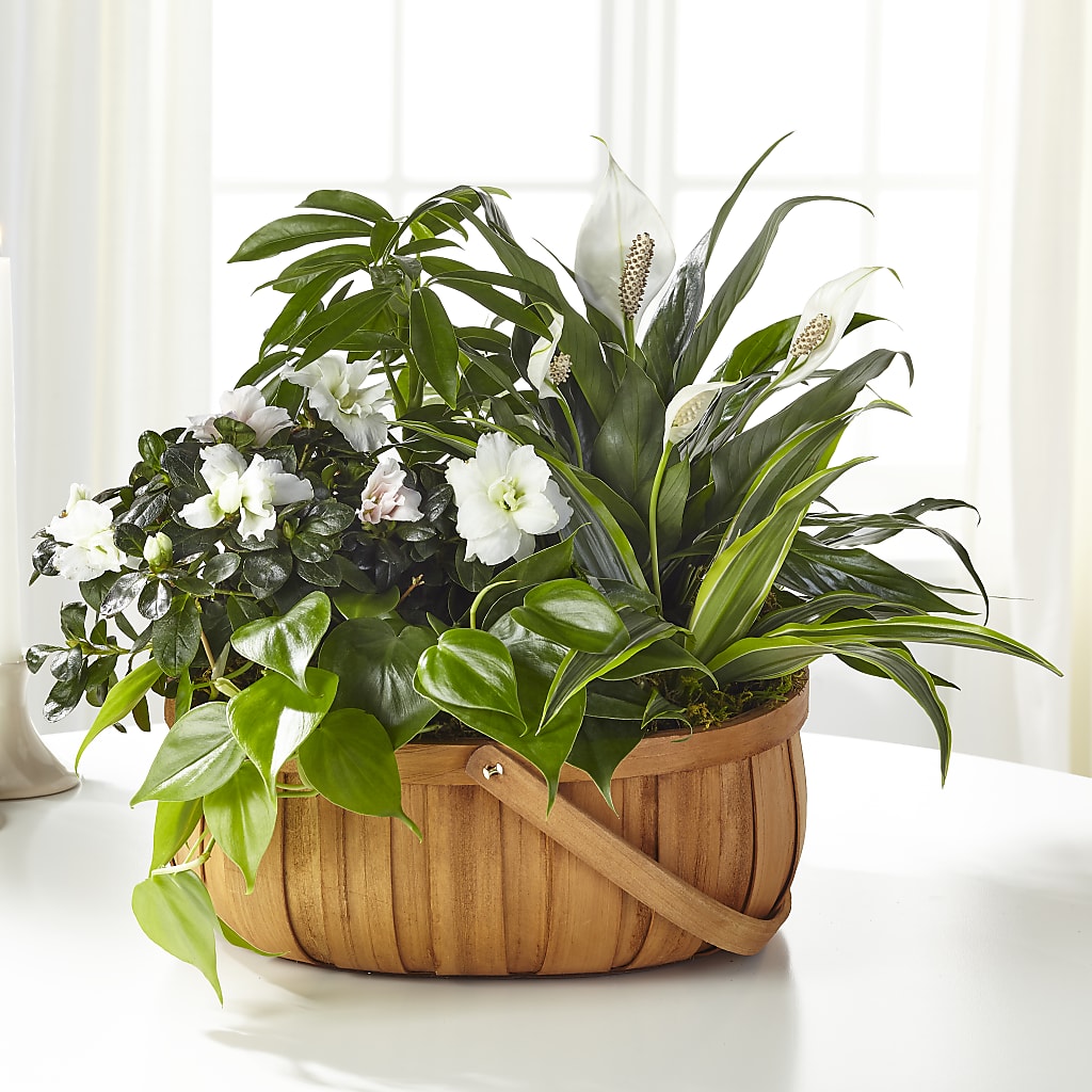 Serene Dishgarden – GIA'S GARDEN FLOWER SHOP INC, Bronx NY