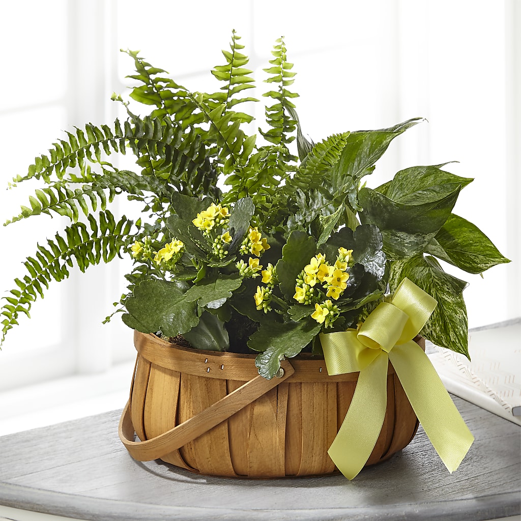Always Dear Dishgarden – GIA'S GARDEN FLOWER SHOP INC, Bronx NY