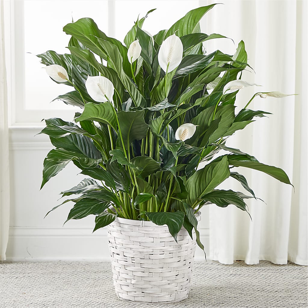 A New Leaf Peace Lily – GIA'S GARDEN FLOWER SHOP INC, Bronx NY