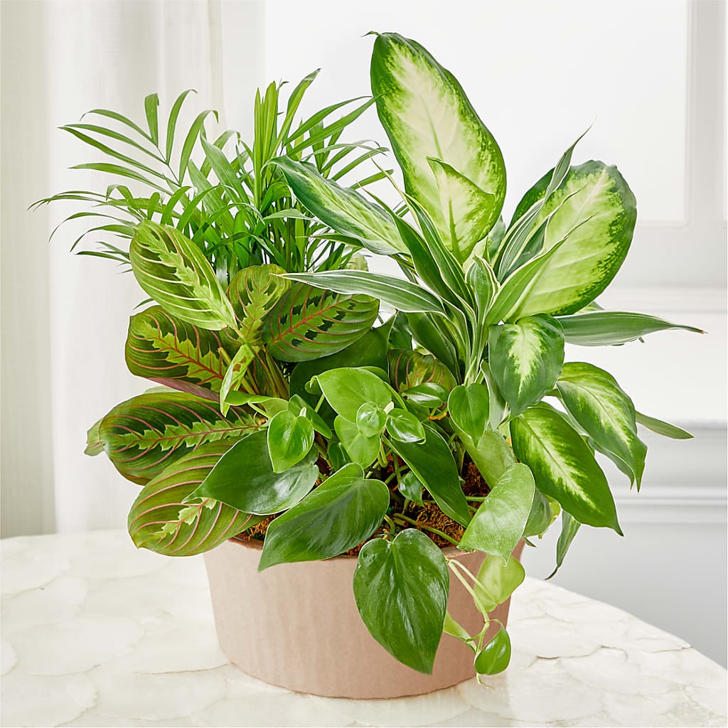 Balance & Harmony Dishgarden – GIA'S GARDEN FLOWER SHOP INC, Bronx NY