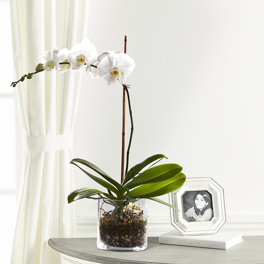 White Orchid Planter – GIA'S GARDEN FLOWER SHOP INC, Bronx NY