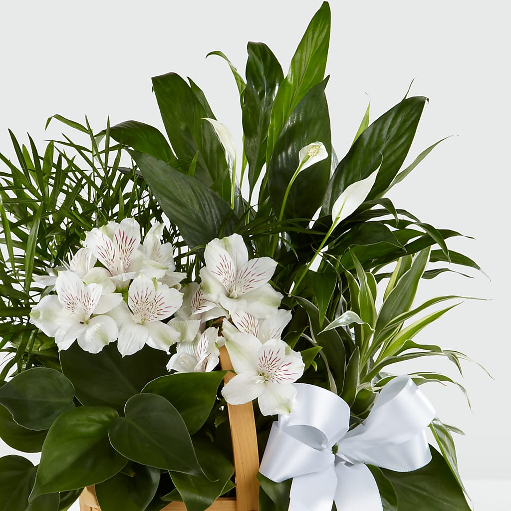 Peace & Serenity Dishgarden – GIA'S GARDEN FLOWER SHOP INC, Bronx NY