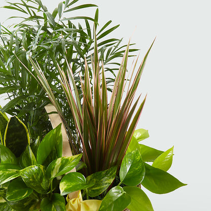 French Garden – GIA'S GARDEN FLOWER SHOP INC, Bronx NY