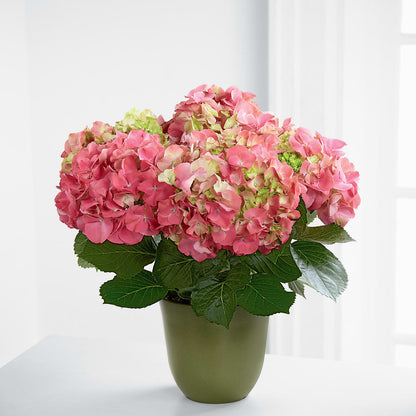 Pink Hydrangea Planter – GIA'S GARDEN FLOWER SHOP INC, Bronx NY