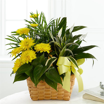 Loving Light Dishgarden – GIA'S GARDEN FLOWER SHOP INC, Bronx NY