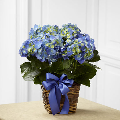 Blue Hydrangea Planter – GIA'S GARDEN FLOWER SHOP INC, Bronx NY