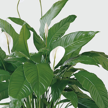 Tranquil Moments Peace Lily Plant – GIA'S GARDEN FLOWER SHOP INC, Bronx NY