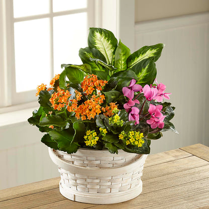 Color Crush Dishgarden – GIA'S GARDEN FLOWER SHOP INC, Bronx NY