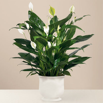 Comfort Planter – GIA'S GARDEN FLOWER SHOP INC, Bronx NY