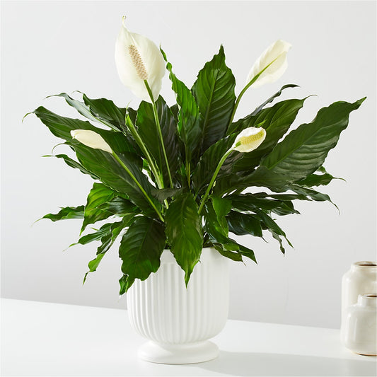 Comfort Planter – GIA'S GARDEN FLOWER SHOP INC, Bronx NY