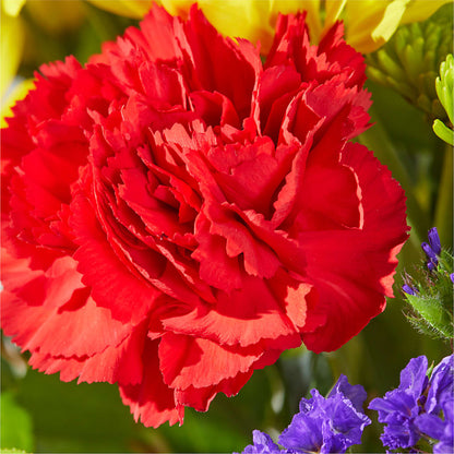 Brighter Days Bouquet – GIA'S GARDEN FLOWER SHOP INC, Bronx NY