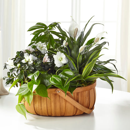Serene Dishgarden – GIA'S GARDEN FLOWER SHOP INC, Bronx NY