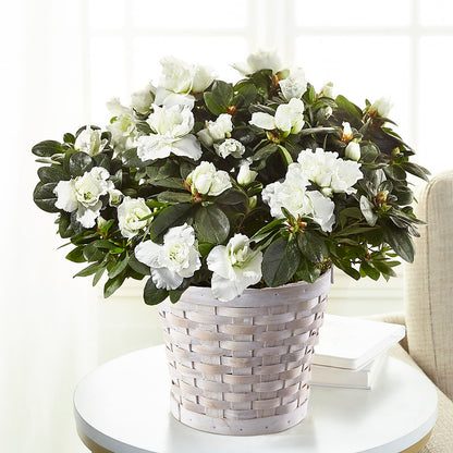 White Azalea Plant – GIA'S GARDEN FLOWER SHOP INC, Bronx NY