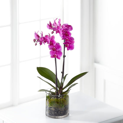 Pink Orchid Plant – GIA'S GARDEN FLOWER SHOP INC, Bronx NY
