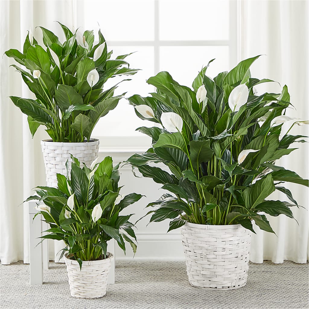 A New Leaf Peace Lily – GIA'S GARDEN FLOWER SHOP INC, Bronx NY