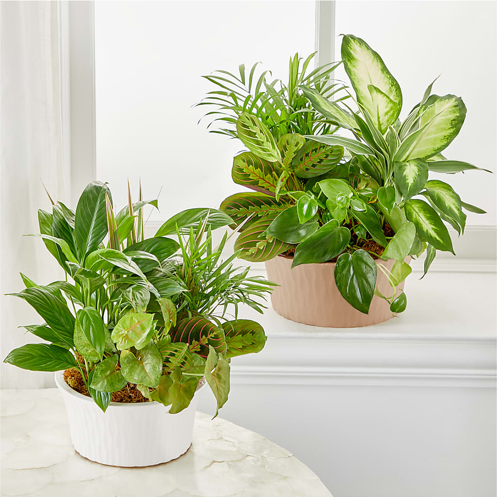 Balance & Harmony Dishgarden – GIA'S GARDEN FLOWER SHOP INC, Bronx NY