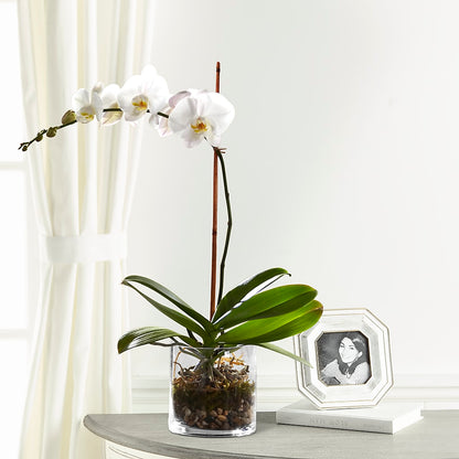 White Orchid Planter – GIA'S GARDEN FLOWER SHOP INC, Bronx NY