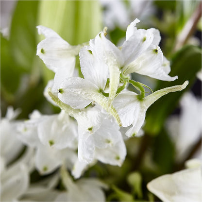 Classic Ivory – A Florist Original – GIA'S GARDEN FLOWER SHOP INC, Bronx NY
